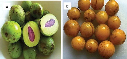 Figure 1. A: Unripe; and B: ripe kundang fruits.