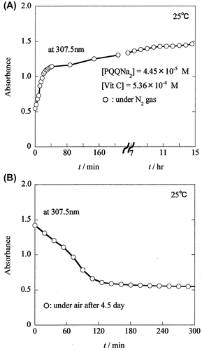 Fig. 4. Formation of PQQH2 due to the reaction of PQQNa2 with Vit C, and decay of PQQH2 in the presence of air.