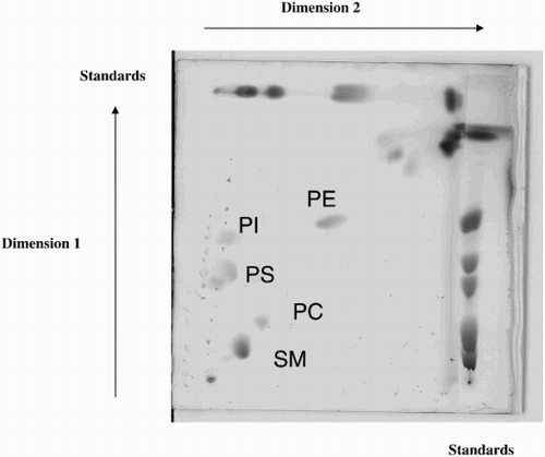 Supplemental Figure 2.  Identification of lipid subclasses by bi-dimensional HPTLC. The identification of each spot corresponding to the different sub-classes of lipids was confirmed by bi-dimensional analysis.