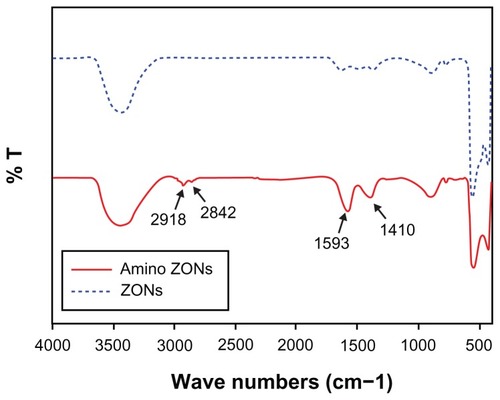Figure 2 Fourier transform infrared spectra of nonmodified zinc oxide nanoparticles (dotted blue line) and amino-zinc oxide nanoparticles (solid red line).