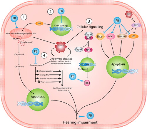 Figure 2. Schematic illustration of ROS-mediated hearing impairment highlights the therapeutic impact of PB in response to ROS and underlying diseases. This comprehensive visualisation provides insight into the multifaceted nature of oxidative stress-related hearing loss and the potential of PB as a therapeutic intervention to prevent mitochondrial dysfunction mediated by ROS.