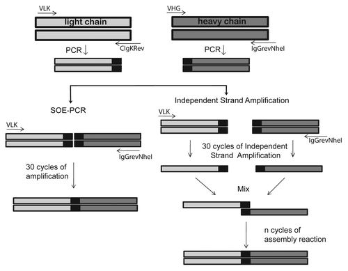 Figure 2. Schematic representation of different scFv gene assembly methods. Heavy and light chain variable regions were amplified by PCR and used for the assembly reaction. For the splicing by overlap extension PCR (SOE-PCR), each amplicon was mixed with VIgKFor01 (VLK) and IgGrevNheI primers and amplified for 30 cycles. In the case of the Independent Strand Amplification PCR (ISA-PCR), light chain PCR product was incubated with VLK primer while the heavy chain PCR product was incubated with IgGrevNheI primer and 30 cycles of PCR were performed. Both single strand products were mixed and the assembly reaction performed. Different numbers of denaturation annealing and extension cycles were tested during the assembly reaction.