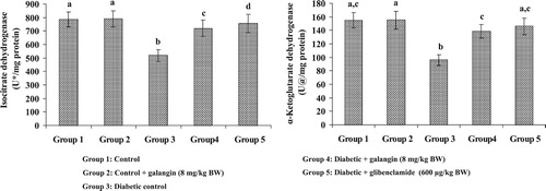 Figure 4. Effect of galangin on liver mitochondrial isocitrate dehydrogenase (ICDH) and alpha-ketoglutarate dehydrogenase (α-KGDH) of STZ-caused hyperglycemic rats. Data are means ± SEM, n = 6. Groups 1 and 2 significantly are not different (a, a) (P < 0.05). Groups 4 and 5 are different significantly compared to group 3 (b vs. c, d, ac) (P < 0.05). U* – nmol of α-ketoglutarate formed/h. U@ – nmol of ferrocyanide formed/h.