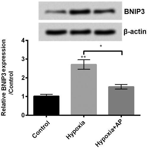 Figure 3. Angelica polysaccharide (AP) negated the up-regulatory effect of hypoxia on the expression of Bcl2/adenovirus EIB 19kD-interacting protein 3 (BNIP3). NSCs were pre-incubated with 50 μM of AP before submitted to O2 (1%). The expression of BNIP3 was detected by Western blot (up) and qRT-PCR (down). Data were presented as mean ± standard deviation (SD). n = 3. *p < .05, ** p < .01.