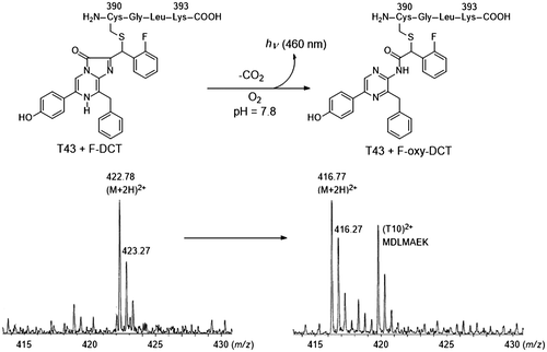 Fig. 3. Mass spectra of the peptides of the chromophore of symplectin.Notes: The CGLK peptide bound to F-DCL formed the chromophore of symplectin. The signal was observed at m/z 422.78 (M + 2H)2+. The T43 peptide was produced by proteolytic digestion of symplectin with trypsin. The oxidized chromophore was observed at m/z 416.77 (M + 2H)2+ by losing carbon dioxide.
