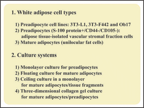 Figure 1 Adipose cell types and their suitable culture systems. As preadipocyte cell lines, 3T3-L1 and 3T3-F442 cells are used more frequently than Ob17 cells. Primary preadipocytes (S-100 protein+/CD44−/CD105−) and mature adipocytes that are all isolated from adipose tissue are also utilized. Preadipocyte types are easily monolayer-cultured. Floating culture of mature adipocytes is used, but it maintains viable mature adipocytes only for a short term. In contrast, ceiling culture maintains viable mature adipocytes for a long term and is useful for studying their growth and differentiation. Ceiling culture is able to be applied to culture of tissue fragments in monolayer. Three-dimensional collagen gel culture is useful for both mature adipocytes and preadipocytes.