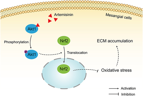 Figure 12 Artemisinin protects mesangial cells from oxidative damage of IgAN via activation of AKT/Nrf2 pathway.