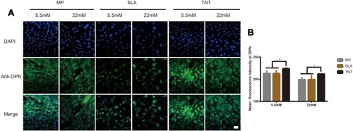 Figure 4 High-glucose levels inhibited OPN expression on different modified Ti surfaces. (A) The immunofluorescence staining of OPN observed under confocal scanning laser microscopy after osteogenic induction for 14 days. (B) Semi-quantitative analysis of the OPN immunofluorescence staining by Image J. High-glucose conditions inhibited OPN expression on different modified Ti surfaces, and TNT surface could attenuate the inhibition of OPN expression under high-glucose conditions. *p < 0.05. Scale bar = 50 µm.