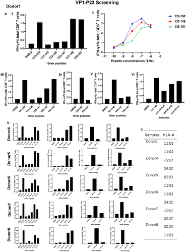 Figure 4. Detailed characterization of the immunodominant VP1-P23-specific CD8+ T-cell responses. (a) (i) 13mer overlapping peptides within the 18mer VP1133–150 (VP1-P23 responsive Donor 1) were screened. (ii) Comparative dominant 13mer peptides were titrated and identified. (iii) Ten-mer overlapping peptides within the 13mer VP1137–149 were screened. (iv) Nine-mer and 8mer peptides within the 10mer VP1140–149 were screened. (v) An HLA-I antibody-blocking assay was used to identify the restricted characteristics of VP1141–148. Results are representative of three independent experiments. (b) Other representative VP1-P23 responder core peptides were identified from 13mer, 10mer, 9mer, and 8mer peptides in sequence. (c) The sequences of HLA-A alleles in VP1141–148 responders were evaluated using NGS.