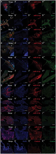 Figure 6. Co-localization of bmo-miR-14-5p with the target genes in prothoracic glands. Nucleic probe combined with double fluorophore Cy3 (red) was used to detect the expression of the to bmo-miR-14-5p. While nucleic acid probe combined with double fluorophore FAM (green) was used to detect the target genes. Probes of a scrambled nucleotide sequence and the corresponding sense nucleotide sequence were used as the control for microRNA and the target genes, respectively. Signals of co-localization (yellow) for the miRNA and targets were indicated by white arrows (N = 6). DAPI (blue); scale bar (white) represents 100 μm. The images were visualized using an LSM 810 confocal fluorescence microscope (Zeiss).