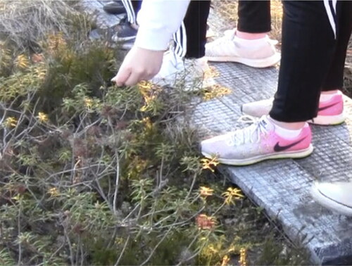 Figure 2. The leaves of Labrador tea touch human hands and the plant emits the scent.