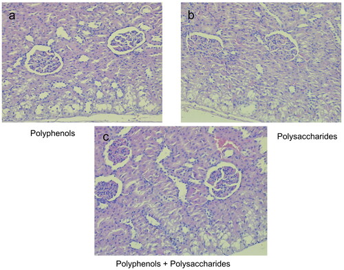 Figure 7. Photomicrographs of rat kidney bark treated with the individual fractions of L. barbarum - pectin-free fraction (a), polysaccharide fraction (b) and combination of pectin-free extract and polysaccharides (2 mg/kg, b.w., p.o.) (c); H&E × 400.