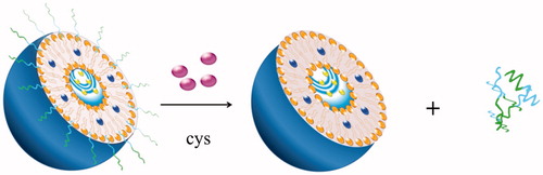 Figure 5. The cleavage mechanism of disulfide bonds-linked PEGylated liposomes.