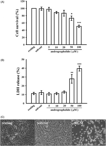 Figure 1. Effects of andrographolide on cell viability and cytotoxicity. CECs were incubated with andrographolide (5–100 μM) or 0.1% DMSO for 24 h, and then cell viability and cytotoxicity were determined by an MTT assay (A) and lactate dehydrogenase (LDH) test (B), respectively. (C) Morphological changes were observed by bright-field microscopy at a magnification of 40×. Data in (A, B) are presented as the means ± S.E.M. (n = 3). *p < 0.05, **p < 0.01, and ***p < 0.001, compared to the solvent control (DMSO) group. The profiles (C) are representative examples of four similar experiments.
