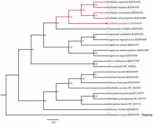 Figure 1. Phylogenetic analyses of Psylliodes punctifrons based upon first and second codon positions of the 13 PCGs of 22 species. This analysis was performed using IQ-TREE software. Numbers at nodes are bootstrap values. The accession number for each species is indicated after the scientific name.