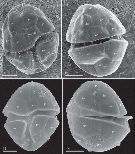 Figs 11–14. Heterocapsa claromecoensis sp. nov. Figs 11, 12. SEM images of strain LPCc-005. Fig. 11. Cell in ventral view. Fig. 12. Cell in dorsal view. Figs 13, 14. SEM images of strain Arg-B5. Fig. 13. Cell in ventral view. Fig. 14. Cell in dorsal view. Plate labels according to the Kofoidian system. Scale bars = 5 µm (Figs 11–14)