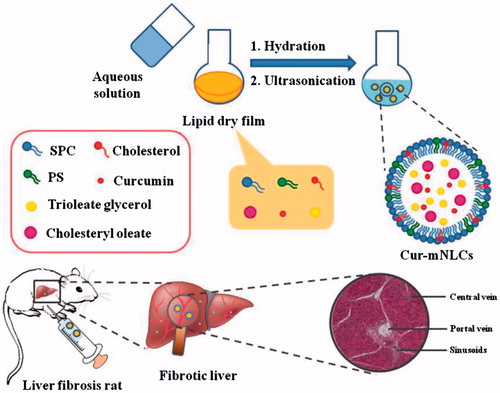 Figure 1. A schematic diagram of preparation procedures and liver targeting properties of Cur-mNLCs.