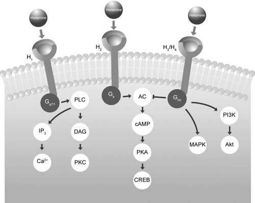Figure 1 Intracellular signaling processes mediated by G-proteins after interaction of histamine with each receptor subtype.