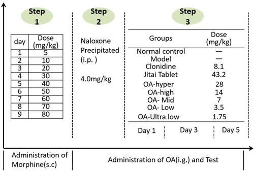 Figure 2 The morphine-dependent rat model (Naloxone-precipitated withdrawal) and treatment of OA.