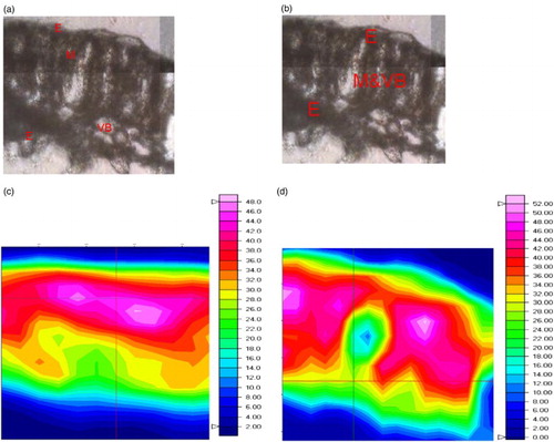 Figure 2. Functional group area maps of a part of a transverse leaf section from cassava achieved using FTIR microspectroscopy point to point mapping with aperture setting at 15 × 15 µm square aperture with 7.5 µm steps. (a) A micrograph of the untreated (control) transverse section. (b) A micrograph of a transverse cassava leaf section from CaSUT007 treated plants. (c) Integrated functional groups maps obtained under the spectral region between 1700–1580 cm–1 for untreated (control). (d) Cassava leaf treated with CaSUT007. Dimensions of the area studied of 120 × 100 µm.