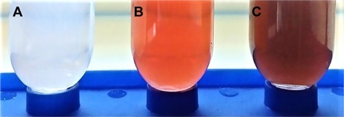 Figure 10 Images of concentrated nanoparticle suspensions: (A) Blank, (B) Dox-FB NP, and (C) Dox-FB-AF750 NPs.Abbreviations: Dox, doxorubicin; FB, free base; NP, nanoparticle; AF, Alexa Fluor.