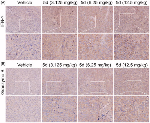 Figure 15. Compound 5d promoted T cells activation while reduced Foxp3+ Treg cell number in tumour tissue. Tumour sections were infused in formaldehyde solution for immune stain. (A) Expression of IFN-γ. (B) Expression of Granzyme B. Scale bar: 50 μm.