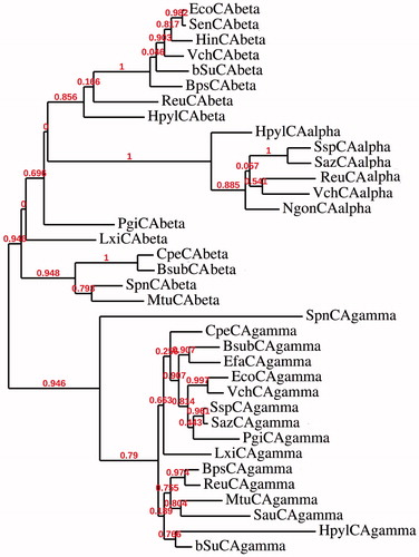 Figure 1. Phylogenetic analysis was obtained using all three classes of CAs identified in the genome of Gram-positive and Gram-negative bacteria reported in Table 1. It was carried out using PhyML program. Bootstrap values on 100 replicates are reported at branch points.
