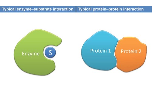 Figure 1. The difference between enzyme–substrate and protein–protein interactions.Reproduced from [Citation4].