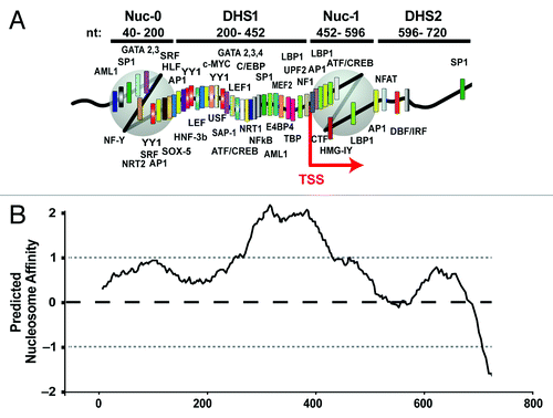 Figure 1. (A) In vivo chromatin organization of the HIV LTR and distribution of putative transcription factor binding sites identified using the TF consite bioinformatics tool. (B) Location of the strictly positioned HIV-1 LTR nucleosomes correlates negatively with the predicted histone binding affinity score (nucleosome score) of the DNA sequence encompassing the HIV LTR. Predicted nucleosome affinity for HIV nucleotide sequence 1–720 was determinedCitation5 using the algorithm described.Citation25 Means and standard deviations for nucleosome score at insertion sites are indicated by dashed black (mean) and gray (SD) lines and give reference to known genomic sites of HIV integration.Citation63