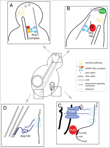 Figure 1. (A) Bud-directed mRNA transport occurs simultaneously with ER inheritance. During polarized growth, POL mRNAs targeting and local translation contribute to POL protein deposition within the emerging bud. This mRNP targeting correlates with cER inheritance and depends on SHE1–5, the secretory pathway and a polarized actin cytoskeleton. (B) Shmoo-directed mRNPs use Scp160p and Myo4p for asymmetric targeting. During mating, targeted mRNA transport is mediated by Scp160p, a 14 KH-domain protein that associates with ER and Myo4p. The pheromone-induced RNA-binding of Scp160p is relevant for cell polarization, chemotropism and mating efficiency. Polarized localization of some POL factors, like Cdc42p, likely occurs via secretion. (C) Pre- and co-translational targeting of mRNAs encoding mitochondrial proteins (mMPs). Targeting of mMPs to the outer mitochondrial membrane and the TOM complex likely combines at least two mechanisms: recognition of a signal within the proximal region of the 3′-UTR recognized by the RNA-binding protein Puf3p and active translation of the peptide sequence including the mitochondrial targeting sequence (MTS). (D) Co-translational targeting of ABP140 RNA to the distal pole of the mother cell via actin retrograde flow. Asymmetric ABP140 mRNA localization requires active translation of Abp140p and tethering the nascent chain of Abp140p to actin cables via its N-terminal actin-binding domain (ABD) and a subsequent amino acid stretch.