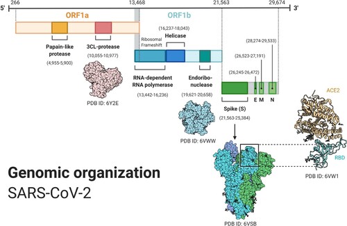 Figure 2. SARS-CoV-2 genome including ORF1a, ORF1b; spike (S), envelope (E), membrane (M), and nucleocapsid (N) proteins. ORF1ab, the largest gene, includes overlapping ORFs that encode polyproteins pp1a and pp1ab. Non-structural proteins (nsp) PLpro, 3CLpro, endoribonuclease, helicase, and RdRp are shown together with the structural proteins and some 3D protein structures. (Reprinted from ‘Genomic Organization of SARS-CoV-2', by BioRender, March 2020, retrieved from https://app.biorender.com/biorender-templates/ Copyright 2021 by BioRender.)