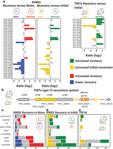 Figure 5. Secretory systems and transporters. a) genes for secretory systems, excluding the type IV system from TM7×. Bar plots show the log2 ratio between the stable symbiosis coculture and the initial encounter coculture. Blue: decreased in XH001/TM7× versus XH001n; Green: increased in recovery; yellow: increased in initial encounter; Grey: statistically unchanged. b) a schematic of the type IV secretory system region of TM7×. Black outlines indicate predicted type IV component genes. Putative effector genes are backed in red. Green indicates significantly increased during recovery and yellow increased in the initial encounter. c-e) transporters. The number of unchanged and significantly differentially expressed genes for transporter groups are shown. Groups: amino acids, peptides, iron (fe), non-iron metal transporters, sodium/potassium (na/K), sugar, other, and genes predicted to be transporters but without an identifiable substrate (unknown). To prevent the large number of XH001 genes in unknown, 95, from dominating the scale, only the significant differences are shown at full value. c) recovery versus naive control. d) recovery versus initial encounter. e) TM7× recovery versus initial encounter.