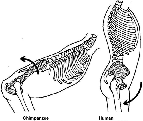 Figure 30. The Double Extension (adapted from Aiello Citation2002, with permission).