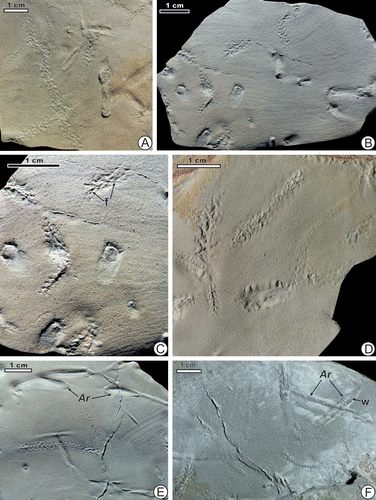 Figure 8. Some arthropod trace fossils from Mezardere Formation, outcrop 4. (A) Arthropod trackways, specimen TRGM1/10. (B) Resting traces, specimen TRGM1/10. (C) Detail of B, with indication of examples of oblique furrows (f) inclined in opposite direction in respect to the longer trace axis, specimen TRGM1/10. (D) Resting traces. (E), (F) Arthropod trackways and Archaeonassa isp. A (Ar), including specimen showing irregular wrinkles (w), specimen TRGM1/10.