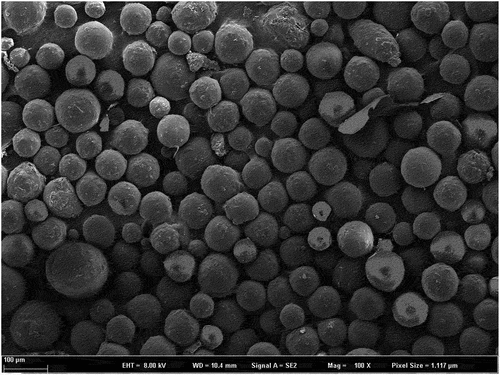 Figure 1. Microscopic photograph of MGMs (×400).