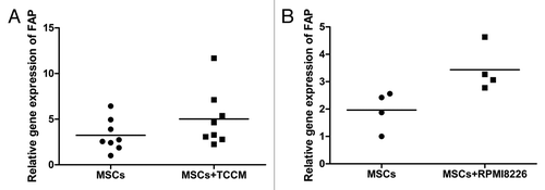 Figure 3. The expression of FAP after BMMSCs being stimulated. (A) BMMSCs were stimulated by TCCM (P = 0.0256, n = 8). (B) BMMSCs were cocultured with RPMI8226 cells (P = 0.035, n = 4). Both were detected by qRT-PCR.