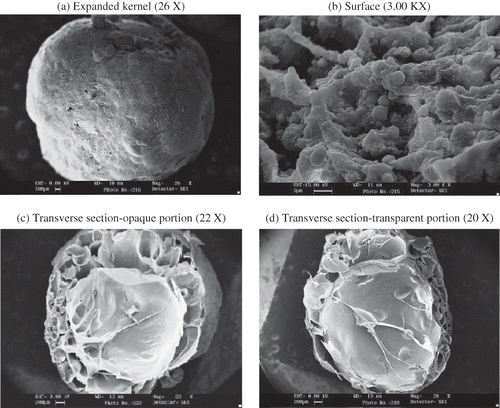Figure 6 Scanning electron photomicrographs of expanded finger millet: (a) whole kernel; (b) surface of the kernel; (c) transverse section-opaque portion; and (d) transverse section-transparent portion.