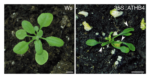 Figure 3. Ectopic expression of ATHB4 causes upward leaf curling. Wild-type (Ws) and 35S::ATHB4 (Ws) plants grown for 4 wk on soil in a L/D cycle (16/8h) in white light. The upward leaf curling phenotype was observed in several independent 35S::ATHB4 lines. White arrowheads, leaves displaying upward curling. Bars: 0.5 cm. Growth conditions and light settings were as previously reported.Citation15