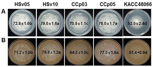 Figure 3. Cultural characteristics of the test isolates, HSv05, HSv10, CCp03, and CCp05, compared with those of the reference isolate KACC 48066 of Pythium aphanidermatum, grown for 24 h on (A) potato dextrose agar and (B) V8 juice agar at 28 °C. Mycelial growth (mm) [mean (n = 6) ± standard deviation] is shown in the center of each plate at 24 h after inoculation. Different letters following values indicate significant (p < 0.05) differences between isolates on the medium.