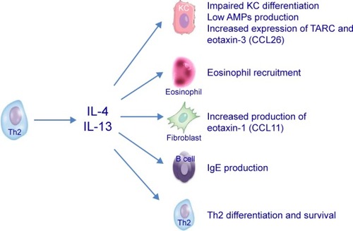 Figure 1 Th2-derived cytokines whose activity is neutralized by dupilumab antagonizing their receptor.