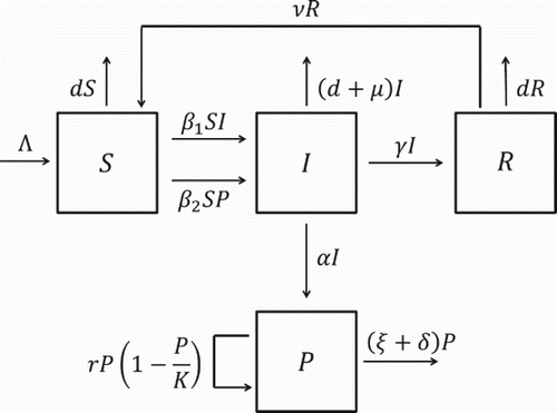 Figure 1. Compartmental diagram for the model (2)–(5).