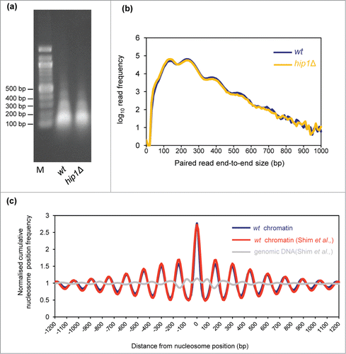 Figure 1. Paired-end mode chromatin-seq of wild type and hip1Δ mutant S. pombe. (A) Ethidium-stained gel separation of DNA pools extracted from MNase digested S. pombe chromatin used for chromatin sequencing in this study. Mono-, di- and tri-nucleosomal bands are visible. (B) Frequency distribution of paired read end-to-end size values after chromatin-seq of DNA shown in (A). (C) Nucleosomes in wild type cells (wt chromatin) were defined as the positions of 150 bp size class particle frequency peak summits (frequency value >25). This procedure marked 60, 658 putative nucleosome positions in the S. pombe genome. The 150 bp size class particle frequency distribution centered on, and surrounding (+/−1200 bp) each of these positions was then summed and normalized to the average frequency value occurring in the +/−1200 bp window. The wavelength of the peak pattern should be equal to the S. pombe nucleosome repeat length. Comparison to a previously published MNase-treated naked DNA (genomic DNA) dataset and a wt chromatin data set Citation27 is shown.