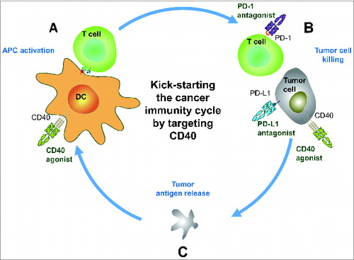 Figure 1. Kick-starting the cancer-immunity cycle by targeting CD40. (A) ADC-1013 activates CD40 receptors on antigen presenting cells such as dendritic cells (DCs), resulting in upregulation of co-stimulatory molecules. T cells are primed and activated, resulting in an expansion of activated T cells. (B) The activated tumor-specific T cells traffic to tumors and kill tumor cells. CD40 agonists have the potential to be used as monotherapy; however, there is a great opportunity to further enhance the effect by combining CD40 treatment with antibodies targeting the PD-1/PD-L1 axis. Furthermore, CD40 agonists can induce direct killing of CD40+ tumor cells through the induction of apoptosis, antibody-dependent cellular cytotoxicity (ADCC), complement-dependent cytotoxicity (CDC), antibody-dependent cellular phagocytosis (ADCP), and programmed cell death (PCD). (C) This results in release of tumor associated antigens, which has the potential to augment the uptake and presentation of tumor antigens on DCs to T cells thus expanding the repertoire of tumor-specific T cells.