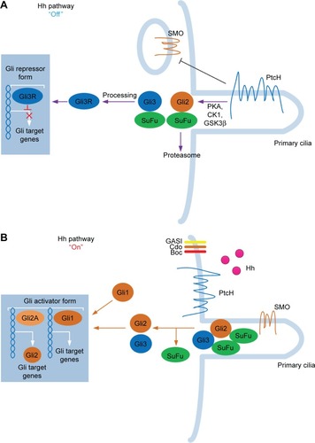 Figure 1 The sketch of Hedgehog (Hh) signaling pathway. The Hh signaling pathway contains three Hh homologs: Sonic Hh, Indian Hh, and Desert Hh. (A) When the ligand is absent (“Off” state), the patched (Ptc) receptor inhibits the downstream protein Smoothened (SMO). Henceforth, glioma-associated oncogene homolog (Gli) proteins are sequestered by Suppressor of Fused (SuFu). The Hh pathway is, generally, inhibited at “Off” state. (B) After activation of the Hh ligand, Hh proteins are released from the signaling cell. Hh then subsequently binds (“On” state) to PtcH, removing the inhibition and further activating SMO. SMO then regulates the downstream transduction molecules of Gli proteins (Gli1, Gli2, and Gli3). Gli proteins are subsequently transferred to the nuclei and they exert their transduction functions.