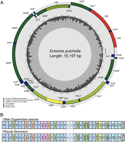 Figure 2. (A) The gene arrangement of the mitochondrial genome of Erasmia pulchella. (B) Transposition of tRNA-Ser and tRNA-Glu in Phauda flammans compared with other Zygaenidae species (including Erasmia pulchella).