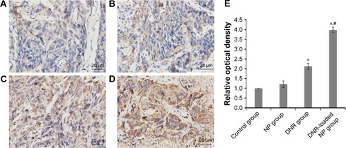 Figure 4 Representative images (A–D) and mean optical densities of Caspase 3 (E) by immunohistochemical staining (×400) and Image Pro Plus. (A) Control group; (B) NP group; (C) DNR group; and (D) DNR-loaded NP group. *P<0.05 when compared with the control group, #P<0.05 when compared with the DNR group.