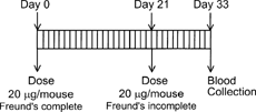 FIG. 3. Transgenic mouse model design.