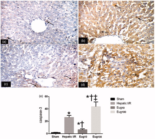 Figure 4. Immunohistochemical detection of caspase-3. Figures shown are representative micrographs for each group. (a) Activated caspase-3 was only present in a few hepatocytes (arrow) around the central vein in the livers of the sham rats. (b) Many hepatocytes (arrow) were immunostained in the liver samples from the I/R group. (c) A few hepatocyes around the central vein (arrow) were stained in samples from the Eug10-treated rats (d). Many hepatocytes (arrow) were stained in liver sections from the Eug100-treated rats. (e) The staining when quantified. Data shown in (e) is mean apoptosis indices (±SEM) from six rats/group. * p < 0.05 vs sham, † p < 0.05 vs I/R, ‡ p < 0.05 versus Eug10. Magnification = 400×.