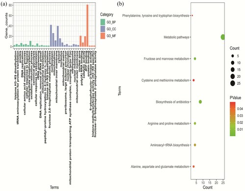 Figure 2. GO and KEGG enrichment analysis of DEGs. (a) GO analysis including BP, MF, and CC three subontologies. (b) KEGG pathway enrichment analysis. GO, gene ontology; KEGG, Kyoto Encyclopedia of Genes and Genomes; DEGs, differentially expressed genes; BP, biological process; MF, molecular function; CC, cellular component.