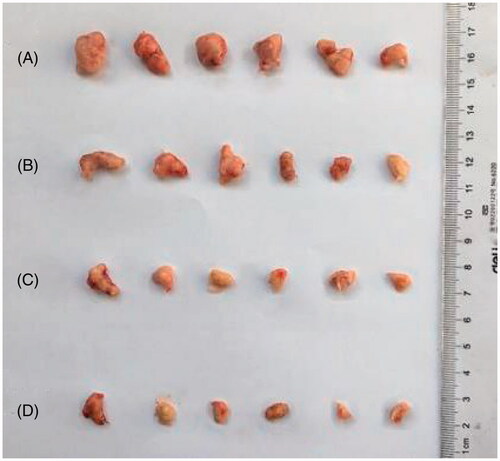 Figure 10. Antitumor effect diagram. (A) Normal saline group, (B) Abraxane group, (C) Nab-PTX-PA (25.58 mg/kg) group, (D) Nab-PTX-PA (51.16 mg/kg) group.